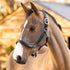 LeMeux Leather Grooming Halter